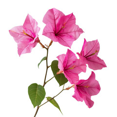 Vibrant bougainvillea flowering  isolated on white background and transparent background for vine indoor house garden pot plant aesthetics cozy plant nook home gardening inspiration