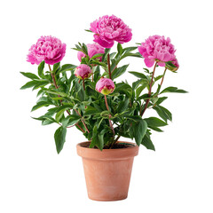 Beautiful houseplant display flowering Peony isolated on white background and transparent for a cozy house garden nook