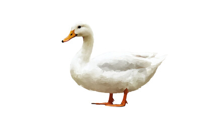 Obraz premium white duck isolated on white transparent background