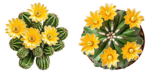 Bright yellow blooms on textured cactus plants create vibrant display