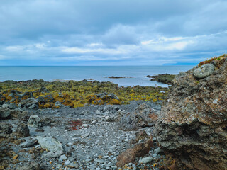 A vibrant coastal scene featuring a rocky shoreline covered in yellow and green seaweed, contrasting with smooth black stones. The distant Atlantic Ocean meets the cloudy horizon, creating a serene ye