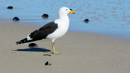 Kelp gull (Larus dominicanus) standing amidst mussel shells on the beach at Shelley Point.