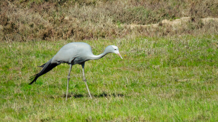 Immature Blue Crane (Grus paradisea) foraging by the roadside near Vredendal.