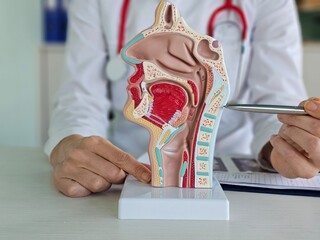 Doctor and anatomy of the nasopharynx. Diseases of the throat, nose and thyroid gland and...