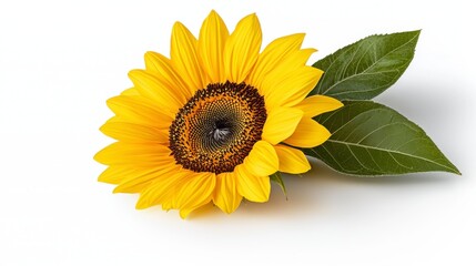 Obraz premium Bright and Vibrant Sunflower with Green Leaves on White Background
