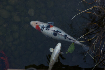 Koi carp swim in the lake in a Japanese Garden Krasnodar