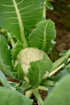 closeup the ripe green cauliflower plant with white flower in the farm field soft focus natural green brown background.