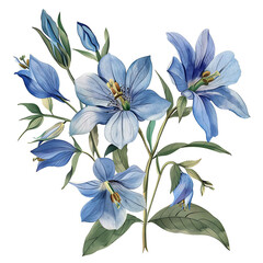 Vintage watercolor flower and wildflowers isolated on white background, old botanical illustration