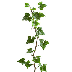 Naklejka premium Vibrant English Ivy climbing plant isolated on white background and transparent background for house nook indoor gardening