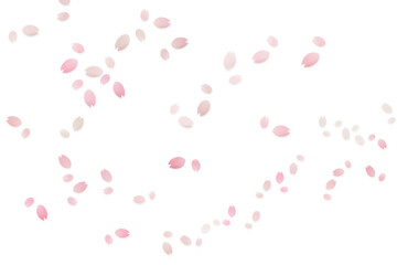 全体に舞い散るピンクの桜の花びらの素材