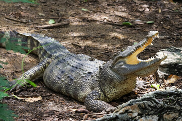 Close up crocodile is action show head