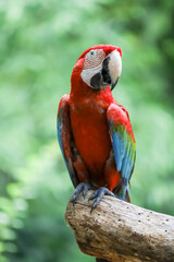 The red macaw parrot bird on stick tree in nature garden