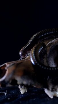 Vertical, Big two long caterpillars crawl along the horse's skull in the dark. Mystical scary worms