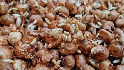 cebulki krokusów do jesiennego sadzenia, cebulki kwiatów