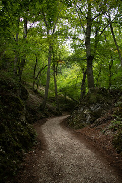 path in the woods