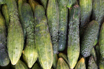 Close Texture Pattern Of Many Fresh Green Cucumbers.