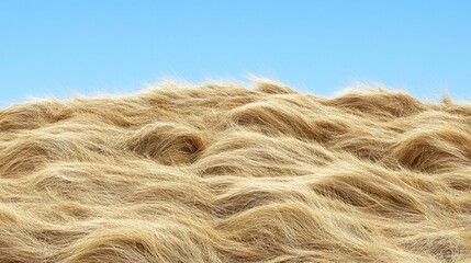 Fototapeta premium Golden Grass Field Under Blue Sky, Nature Landscape