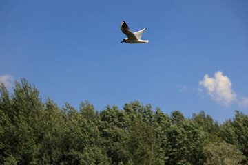  A Seagull Flying Over Trees In Blue Sky With Clouds.