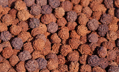 A collection of dried Rudraksha seeds, traditionally used in prayer beads and valued for their...