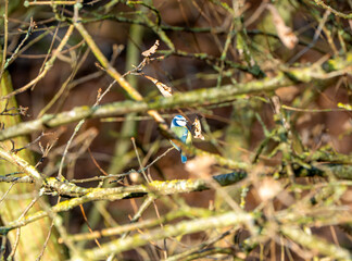 Blue Tit Perched on Branches in a Sunlit Woodland