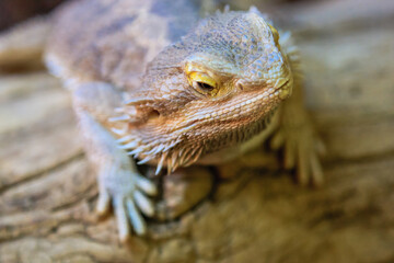 A lizard is sitting on a log