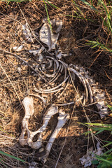 A skeleton is laying on the ground in a field