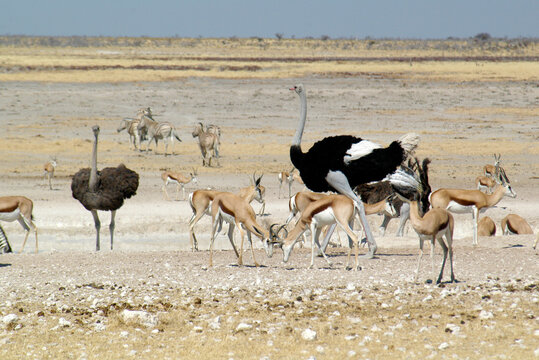 Ostriches, impalas and herd of zebra in the bush, Etosha National Park, Namibia