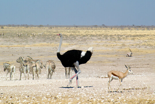 An ostrich, impalas and herd of zebra in the bush, Etosha National Park, Namibia