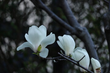 しっとりと美しい花姿