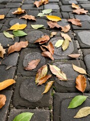leaves that fell on the paving blocks