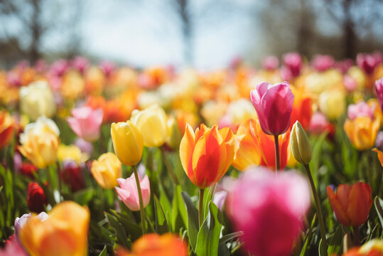 Close-up of multi coloured tulips growing in a field, Keukenhof, South Holland, Netherlands