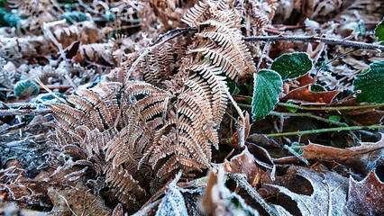 Winterspaziergang im Wald - Eisbedeckes Gras und Laub
