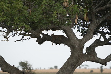 Fototapeta premium leopard laying in a tree in the serengeti national park