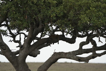 Fototapeta premium leopard laying in a tree in the serengeti national park