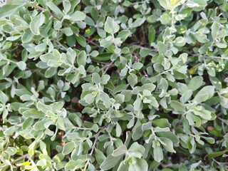 A small branched tree with small, light green leaves.