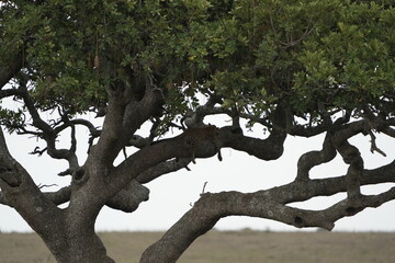Leopard Camouflaged in Acacia Tree – Serengeti National Park, Tanzania