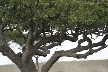 Leopard Camouflaged in Acacia Tree – Serengeti National Park, Tanzania