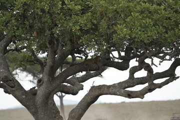 Leopard Camouflaged in Acacia Tree – Serengeti National Park, Tanzania