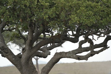 Leopard Camouflaged in Acacia Tree – Serengeti National Park, Tanzania