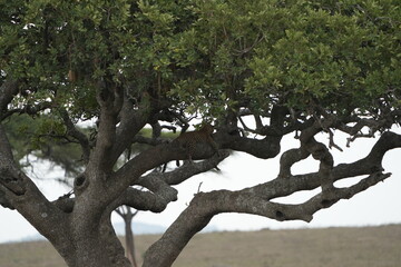 Leopard Camouflaged in Acacia Tree – Serengeti National Park, Tanzania