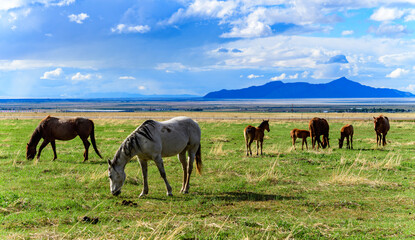 Horses grazing on green grass in a mountain valley, USA