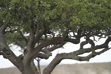 Leopard Camouflaged in Acacia Tree – Serengeti National Park, Tanzania