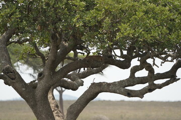 Leopard Camouflaged in Acacia Tree – Serengeti National Park, Tanzania