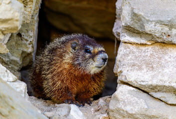 Yellow-bellied Marmot - Marmota flaviventris -  scrambles through rocks near the base