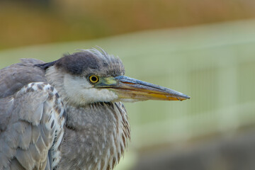 アオサギのポートレート