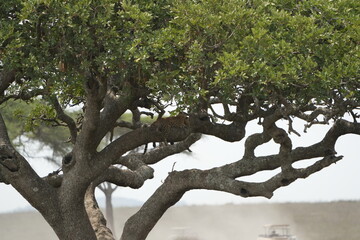 Leopard Camouflaged in Acacia Tree – Serengeti National Park, Tanzania