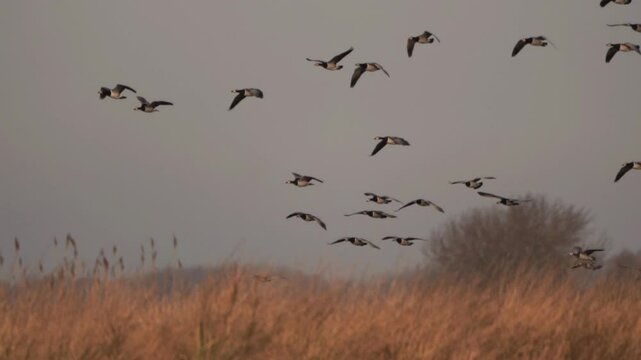 A swarm of barnacle geese (Branta leucopsis) landing behind a reed collar in winter - slow motion.