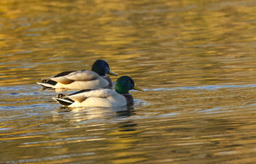two male mallards on the lake, golden colours on the water surface, yellow golden colours on the lake, two male mallards swimming on the lake