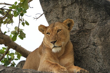 portrait of a female lion lioness laying on a stone in the serengeti national park tanzania