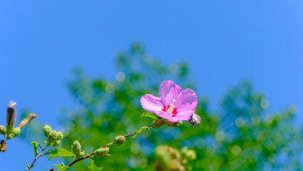 ムクゲと青空のコントラスト